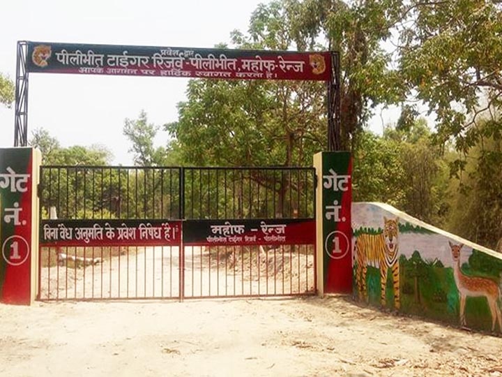 Dudhwa national Park and Pilibhit tiger reserve reopen from sunday ann यूपी: नेचर लवर्स के लिये अच्छी खबर, खुल गया दुधवा और पीलीभीत टाइगर रिजर्व, इन नियमों का रखना होगा ध्यान