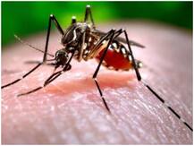 क्या सर्दी होती है डेंगू के लिए अनुकूल, जानिए कभी-कभी क्यों होता है खतरनाक और क्या हैं लक्ष्ण?