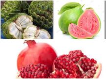 Winter fruits: महामारी और सर्दी के खिलाफ इम्यूनिटी के लिए इन फलों का सेवन है जरूरी, जानें क्यों