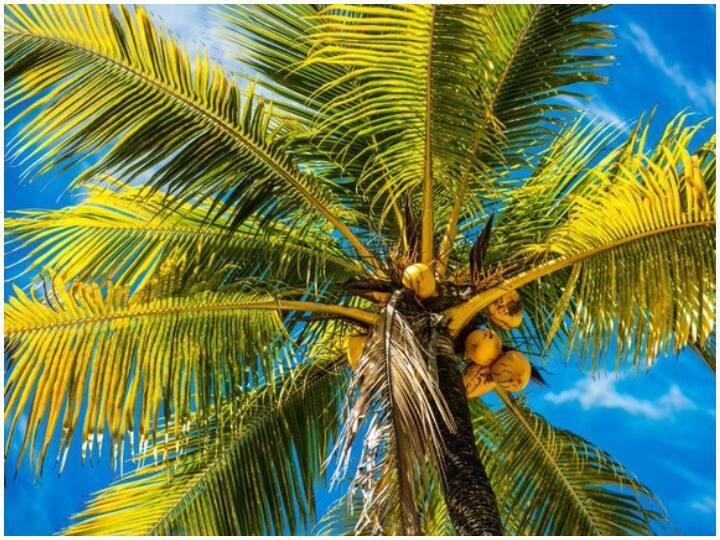 आर्थिक तंगी के कारण फीस न दे पाने वालों छात्रों के लिए कॉलेज ने अपनाया ये खास तरीका, नारियल से है ये कनेक्शन Why did a college in Bali give option to pay tuition fees in coconuts instead of cash? आर्थिक तंगी के कारण फीस न दे पाने वालों छात्रों के लिए कॉलेज ने अपनाया ये खास तरीका, नारियल से है ये कनेक्शन