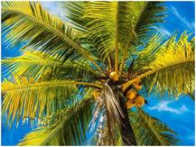 आर्थिक तंगी के कारण फीस न दे पाने वालों छात्रों के लिए कॉलेज ने अपनाया ये खास तरीका, नारियल से है ये कनेक्शन