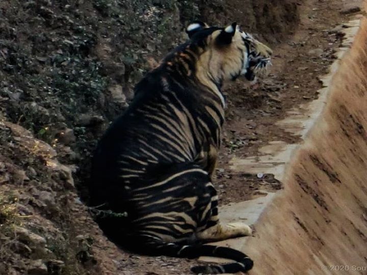 Black Tiger of rare species seen in Odisha forests, pictures on social media went viral ओडिशा के जंगलों में दिखा दुर्लभ प्रजाति का ब्लैक टाइगर, सोशल मीडिया पर तस्वीरें हुई वायरल