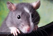 कोरोना वायरस: डेनमार्क एक करोड़ से ज्यादा चूहों को मारने की कर रहा तैयारी, जानिए वजह