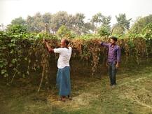 प्रयागराज में किसानों का कमाल, एक खेत में एक ही वक़्त में उगाई सात फसलें