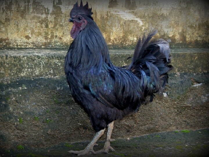 धोनी करेंगे कड़कनाथ मुर्गे की फार्मिंग, 2000 चूजों का दिया आर्डर, अब रांची में मिलेगा झाबुआ का मशहूर मुर्गा