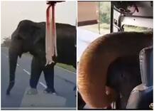 Viral Video: बस रुकते ही हाथी ने ऐसे चोरी किया खाना, खूब देखा जा रहा है ये वीडियो