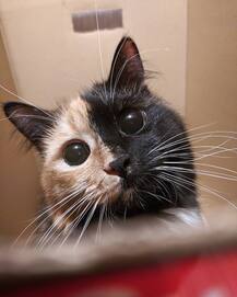 मिलिए सोशल मीडिया पर बेहद ही पॉपुलर हो चुकी इस अनोखी बिल्ली ‘Yana’ से, इंस्टा पर अकाउंट हैं 90 हज़ार फोलोअर्स