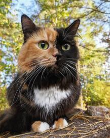 मिलिए सोशल मीडिया पर बेहद ही पॉपुलर हो चुकी इस अनोखी बिल्ली ‘Yana’ से, इंस्टा पर अकाउंट हैं 90 हज़ार फोलोअर्स