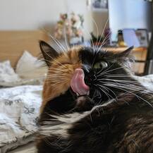 मिलिए सोशल मीडिया पर बेहद ही पॉपुलर हो चुकी इस अनोखी बिल्ली ‘Yana’ से, इंस्टा पर अकाउंट हैं 90 हज़ार फोलोअर्स