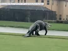 फ्लोरिडा में दिखा डायनासोर जैसा दिखने वाला मगरमछ, सोशल मीडिया पर वीडियो वायरल
