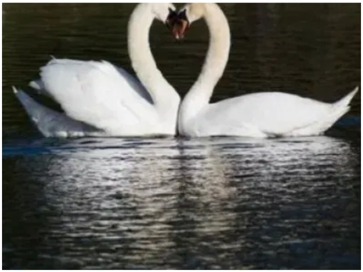 Heartbroken swan inspires book of children after finding love in lockdown गमजदा हंस की दास्त-ए-मोहब्बत, जिसके इश्क ने दुनिया का ध्यान खींचा, अब ये कहानी बच्चों की किताबों का हिस्सा बनी