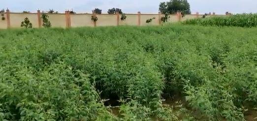 सोशल मीडिया पर एक्टिव रहने वाले कुमार विश्वास अपने इस नए घर की कई तस्वीरें भी सोशल मीडिया पर डालते रहते हैं. 