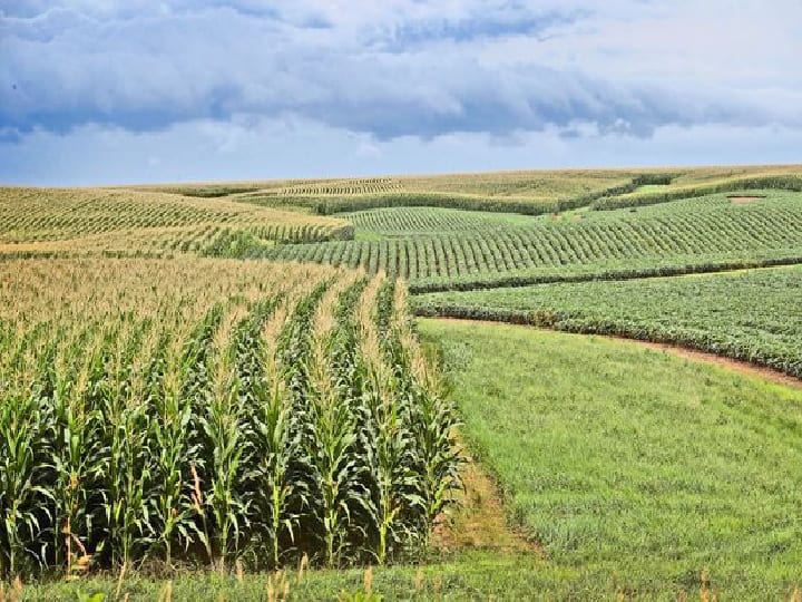 sonbhadra man makes fertile his Barren land Grows vegetables ann सोनभद्र: सालों से बंजर पड़ी जमीन को बना दिया उपजाऊ, कड़ी मेहनत के बाद ये उगा रहे सब्जियां