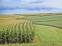 सोनभद्र: सालों से बंजर पड़ी जमीन को बना दिया उपजाऊ, कड़ी मेहनत के बाद ये उगा रहे सब्जियां