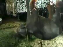 वीडियो: 50 फीट गहरे कुएं में गिरी हाथी, 16 घंटे के बचाव अभियान के बाद क्रेन से निकाला