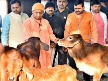 लखनऊ: गोपाष्टमी का पर्व धूमधाम से मनाने के लिए पहली बार जारी हुआ सरकारी आदेश, जानें- क्या है खास