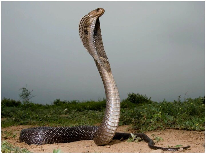 After malaria, dengue and covid-19, British citizen survives cobra bite in Rajasthan जाको राखे साइयां, मार सके न कोय: मलेरिया, कोविड-19, डेंगू के बाद राजस्थान में ब्रिटिश नागरिक कोबरा के जहर से बचा