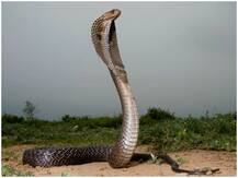 जाको राखे साइयां, मार सके न कोय: मलेरिया, कोविड-19, डेंगू के बाद राजस्थान में ब्रिटिश नागरिक कोबरा के जहर से बचा