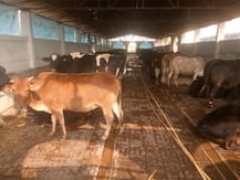 क्या गौ हत्या का भूकंप और अन्य प्राकृतिक आपदाओं से कोई रिश्ता है?, जानें क्या है राष्ट्रीय कामधेनु आयोग की राय