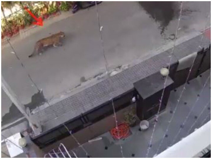 Leopard spotted on street in Ghaziabad, video goes viral गाजियाबाद में सड़क पर दिखा तेंदुआ, वीडियो हुआ वायरल