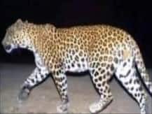 गाजियाबाद: GDA दफ्तर में घुसा तेंदुआ, जनरेटर रूम में कर्मचारी पर कूदा, पकड़ने में जुटी वन विभाग की टीम