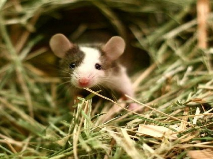 Are there too many rats at home know the easy ways to get rid of mice घर में चूहों का है आतंक? जानें छुटकारा पाने के घरेलू तरीके