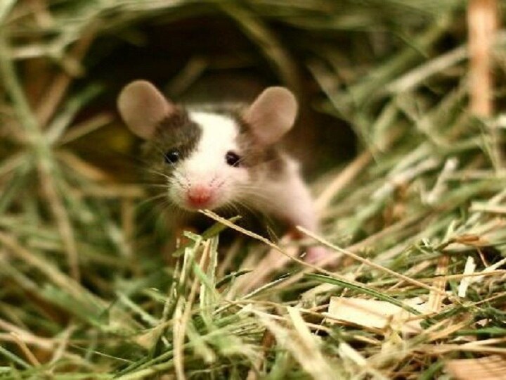 घर में चूहों का है आतंक? जानें छुटकारा पाने के घरेलू तरीके Are there too many rats at home know the easy ways to get rid of mice घर में चूहों का है आतंक? जानें छुटकारा पाने के घरेलू तरीके