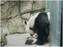 Panda Story: अपनी तीन महीने की बच्ची को फील्ड ट्रिप ले गया पिता पांडा, वीडियो कर देगा इमोशनल