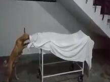 Viral: झकझोरने वाला वीडियो आया सामने, संभल के अस्पताल में लड़की के शव को नोचते दिखा आवारा कुत्ता