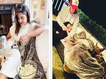 New York हो या Los Angeles, अमेरिका में इतने आलीशान घरों में रहती हैं Priyanka Chopra