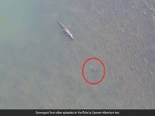 Viral Video: जब बुल शार्क और विशाल मगरमच्छ का हुआ आमना-सामना, जानिए फिर क्या हुआ