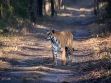पीलीभीत: टाइगर रिजर्व से बाहर रिहायशी इलाके में दिखा बाघ, सोशल मीडिया पर वीडियो वायरल, वन विभाग अलर्ट