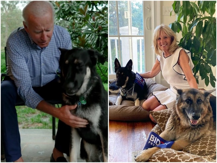 BidenCat to join two Biden dogs Champ president elect Joe Biden says feline will join White House pets व्हाइट हाउस में डॉग्स के साथ कैट को भी मिलेगी एंट्री, ये हैं प्रेसिडेंट इलेक्ट जो बाइडेन के सुपर पेट्स