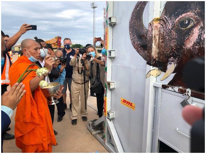 पाकिस्तान से 35 साल बाद कंबोडिया पहुंचा 'कावन', रूस के विशेष प्लेन में रखी गई थी 200 किलो खुराक 'Kaavan' reaches Cambodia from Pakistan after 35 years, see his journey पाकिस्तान से 35 साल बाद कंबोडिया पहुंचा 'कावन', रूस के विशेष प्लेन में रखी गई थी 200 किलो खुराक