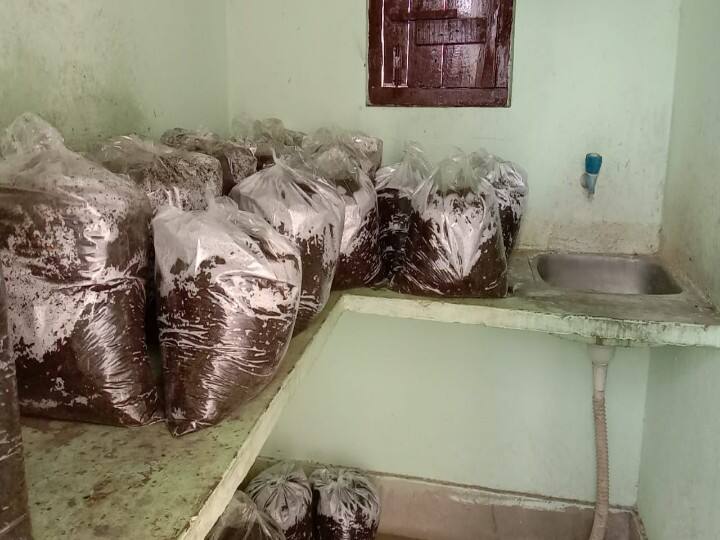 Bihar: When tenants vacate house in lockdown, then landlords are becoming self-sufficient by cultivating mushrooms ann बिहार: लॉकडाउन में किराएदारों ने जब खाली किया कमरा, तब मकानमालिक मशरूम की खेती कर बन रहे आत्मनिर्भर