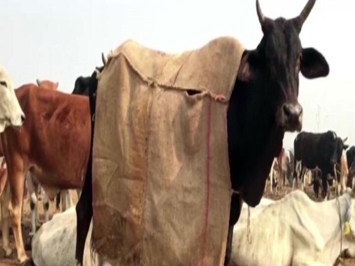 this winter Coats for cows in uttar pradesh सर्दी से बचाने के लिए यूपी में गायों को दिए जाएंगे कोट, किए जा रहे हैं खास इंतजाम