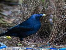 Bowerbirds: ऐसी चिड़ियां जिसके इश्क का अंदाज़ निराला है, महबूब की खातिर आशियाना सजाता है ये परिंदा
