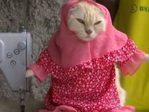 इंडोनेशिया के एक शख्स ने उठाया बिल्लियों के फैशन का जिम्मा, तैयार करते हैं क्लासी और यूनिक कॉस्ट्यूम्स