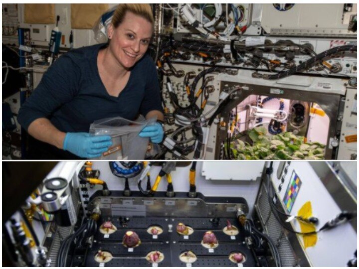 First time ever in space! NASA astronaut harvests radish crop aboard International Space Station; watch वैज्ञानिक ने अंतरराष्ट्रीय अंतरिक्ष स्टेशन पर उगाई मूली की फसल, NASA ने शेयर किया वीडियो