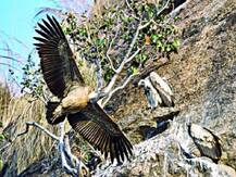 गुजरात में तेजी से खत्म हो रहे गिद्ध, 15 साल में 70 फीसदी तक गायब