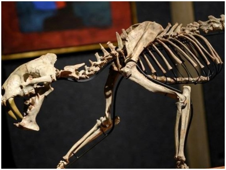 A 37 Million year old Saber-toothed tiger skeleton went up for auction in Geneva जिनेवा में साढ़े तीन करोड़ साल प्राचीन चीते का कंकाल नीलामी के लिए तैयार, 8 दिसंबर को लगेगी बोली