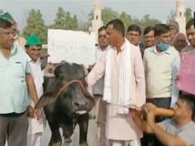 विरोध के लिए नए-नए तरीके अपना रहे किसान, नोएडा में प्रदर्शनकारी ने भैंस के आगे बजाई बीन, देखें Video