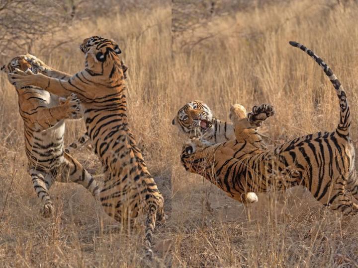 राजस्थान: रणथंभौर नेशनल पार्क से चार टाइगर रहस्मय तरीके से गायब, वन विभाग की खोज जारी Rajasthan: Four tigers mysteriously disappeared from Ranthambore National Park राजस्थान: रणथंभौर नेशनल पार्क से चार टाइगर रहस्मय तरीके से गायब, वन विभाग की खोज जारी