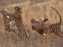 World Wildlife Day: जानिए क्यों मनाया जाता है विश्व वन्यजीव दिवस, क्या है इसका उद्देश्य