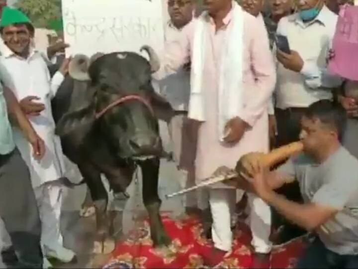 Farmers Protests noida a man playing a vean before a buffalo Farmers protest: किसान ने भैंस के आगे बीन बजाकर जताया सरकार का विरोध, वायरल हो रहा है वीडियो