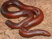 UP पुलिस ने गिरफ्तार किए चार वन्यजीव तस्कर, दो मुंह वाले 'रेड सैंड बोआ' सांप की तस्करी में थे लिप्त