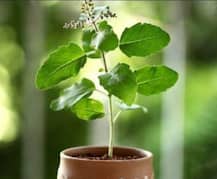 Health Tips: स्किन के दाग-धब्बों से छुटकारा दिलाने में बेजोड़ हैं तुलसी के पत्ते, इन 5 तरीकों से करें इस्तेमाल