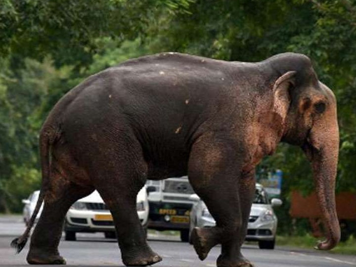 Haridwar Wild elephant can cause trouble in Kumbh Mela ann हरिद्वार: कुंभ मेले में मुसीबत बन सकते हैं जंगली हाथी, वन विभाग कर रहा बड़ी तैयारी, बनेंगी खास दीवारें