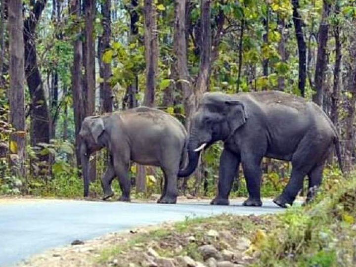 हरिद्वार: कुंभ मेले में मुसीबत बन सकते हैं जंगली हाथी, वन विभाग कर रहा बड़ी तैयारी, बनेंगी खास दीवारें