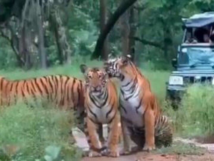 Four tigers seen enjoying amidst the forests, people responded on social media Trending Video: कर्नाटक के जंगलों में मस्ती करते दिखे चार टाइगर, बाघों की अठखेलियां देख गदगद हुआ सोशल मीडिया